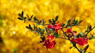 Branch red flowers yellow background - an zhengwen free wallpaper