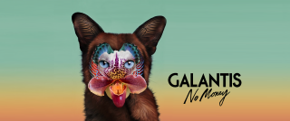 Dog flower nose galantis no - galaxy free wallpaper