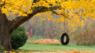 Tire swing tree park leaves 2 - andy goldsworthy free wallpaper