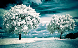 Trees snow road clouds blue - a couple of trees free wallpaper