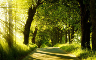 Sunlight forest path grass trees - sunlight free wallpaper for desktop
