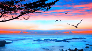 Bird flying water sunset tree - over the water free wallpaper for desktop