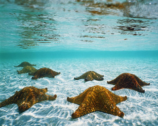 Sea stars swimming ocean sunlight - a person swimming free wallpaper