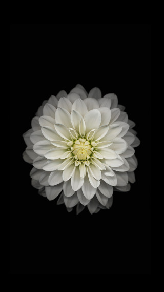 White flower dark background black 2 - ambient occlusion free wallpaper for mobile