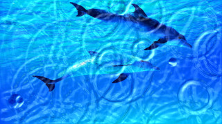 Dolphins swimming blue pool bubbles 2 - a blue pool free wallpaper