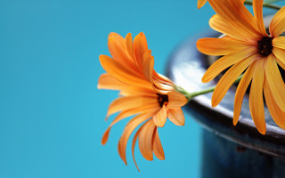Flower vase blue background shallow - a table free wallpaper for desktop