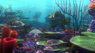 Colorful coral reef large fish - other marine life free wallpaper