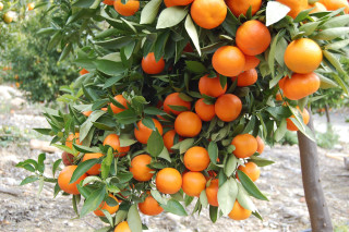 Oranges hanging from tree field - the tree free wallpaper