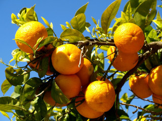 Oranges tree branch blue sky - blue sky in the background free wallpaper
