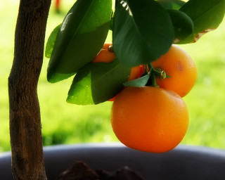 Tree oranges hanging branches pot - branch free wallpaper for desktop