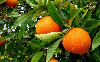 Orange tree water drops photorealism - drop of water free wallpaper