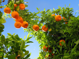 Tree oranges blue sky clouds - a few leaf free wallpaper