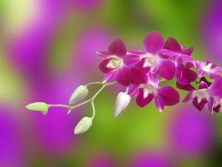 Purple flower leaves blurry background - cheng shifa free wallpaper