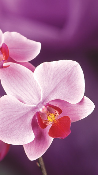 Pink flowers purple background yellow - anne dunn free wallpaper for mobile