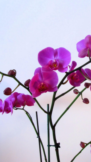 Vase purple flowers table wall - a still life free wallpaper for mobile