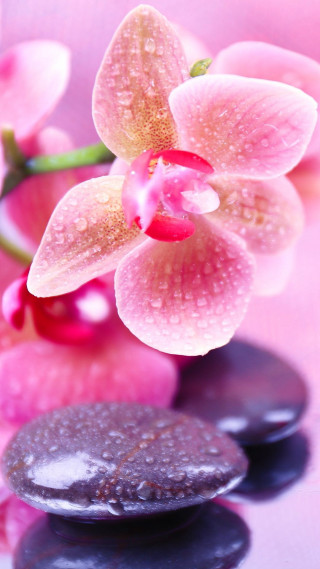 Pink flower black rocks water - water droplet free wallpaper for mobile