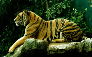 Tiger laying rock zoo trees - a green wall free wallpaper