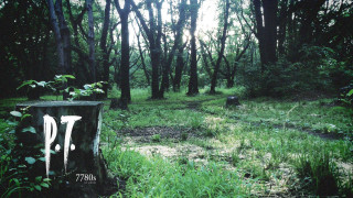 Forest trail sign stump night - a trail free wallpaper