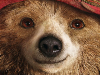Brown bear red hat surprised - a red hat free wallpaper