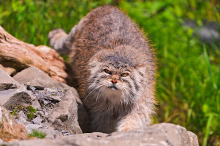 Cat walking rock grass log - angry free wallpaper for desktop