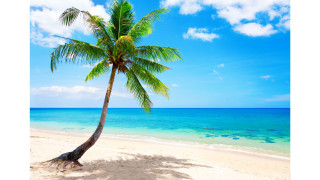 Palm tree beach blue sky 23 - a blue sky and ocean in the background free wallpaper