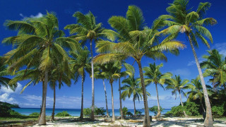 Beach palm trees boat sky 2 - didier mouron free wallpaper