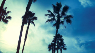 Palm trees sun clouds sky 2 - the sky above them free wallpaper