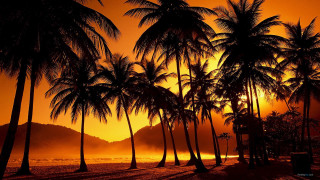 Sunset palm trees bench beach - a foggy sky free wallpaper for desktop