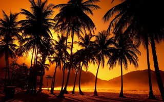 Sunset palm trees bench beach 2 - a foggy sky free wallpaper for desktop
