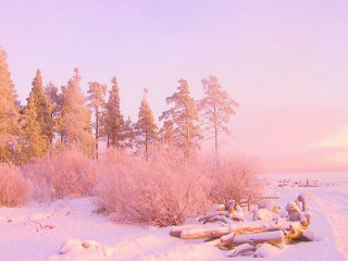 Snow covered field trees bench - soft color free wallpaper