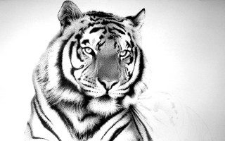Tiger black white photo drawing - a charcoal drawing free wallpaper