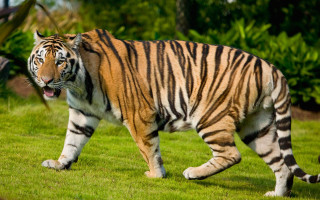 Tiger walking lush green field 2 - a tiger free wallpaper for desktop