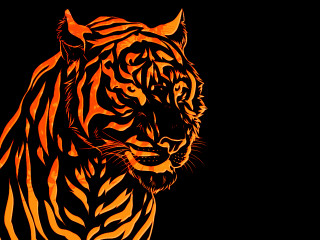 Tiger orange black background image - alison kinnaird free wallpaper for desktop