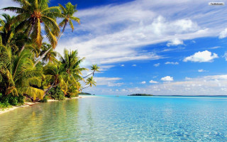 Tropical beach palm trees clear 12 - a tropical beach free wallpaper