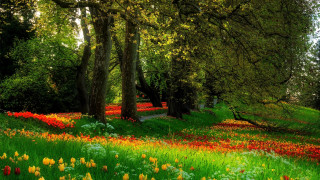 Field flowers trees forest path - the middle of a forest free wallpaper