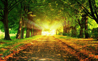 Park path trees leaves sunshine 2 - a path in a park free wallpaper