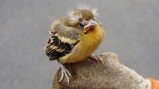 Small bird mohawk rock yellow - flemish free wallpaper