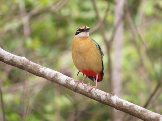 Bird branch tree sky background - a branch in a tree free wallpaper