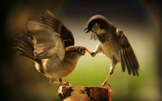 Birds fighting food pole rain - charles martin free wallpaper