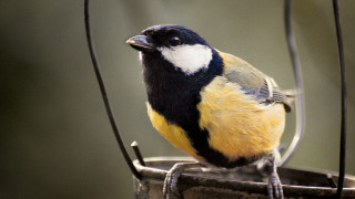 Bird perched wire bucket water - a blurry background of grass free wallpaper