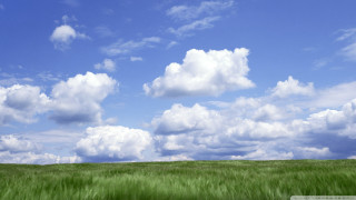 Green grass blue sky horse - free sky wallpaper