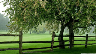 Tree field fence background trees - a fence and a field in the background free wallpaper