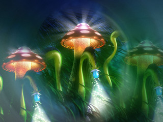 Mushrooms group grass together nature - a group of mushrooms free wallpaper