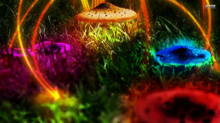 Mushrooms grass lights black background - mushroom free wallpaper