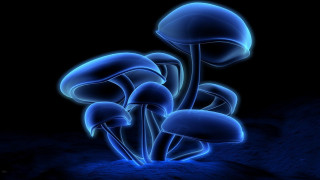 Blue mushrooms dark black background - alex grey free wallpaper