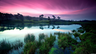 Pink sky lake trees grass - a few bush free wallpaper