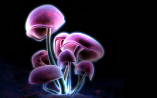 Pink flowers black background blue - bioluminescence free wallpaper
