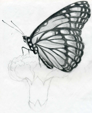 Butterfly flower stem drawing wings - simple form free wallpaper