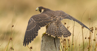 Bird of prey perched post - colin gill free wallpaper