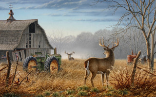 Deer tractor field barn foreground 2 - a barn in the background free wallpaper